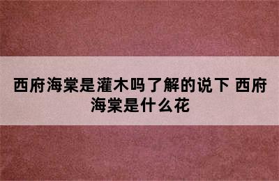 西府海棠是灌木吗了解的说下 西府海棠是什么花